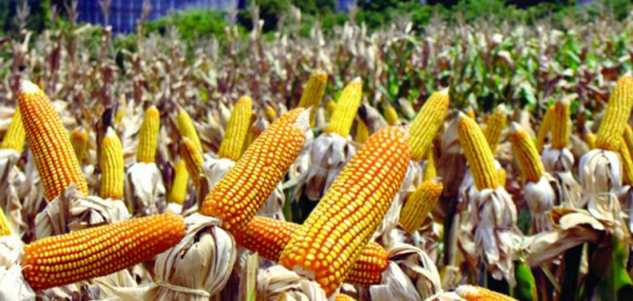 Colheita do milho 2ª safra alcança 36% no Centro-Sul
