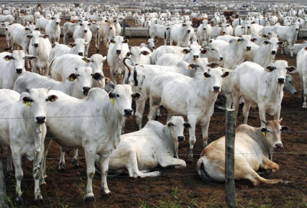 Mato Grosso tem confinamento bovino de 824.225 cabeças