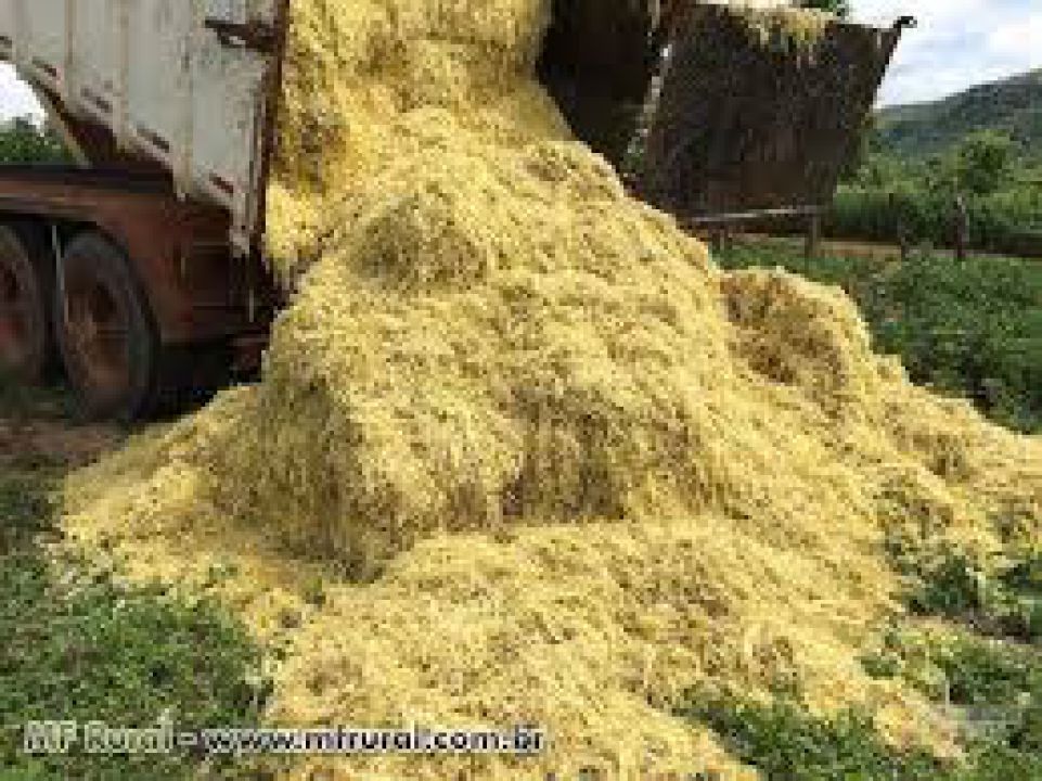  Sistemas agroflorestais em bases agroecológicas  crescem em  MS