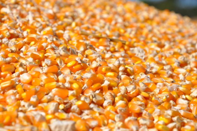 Conab deve fazer leilões de milho no Mato Grosso
