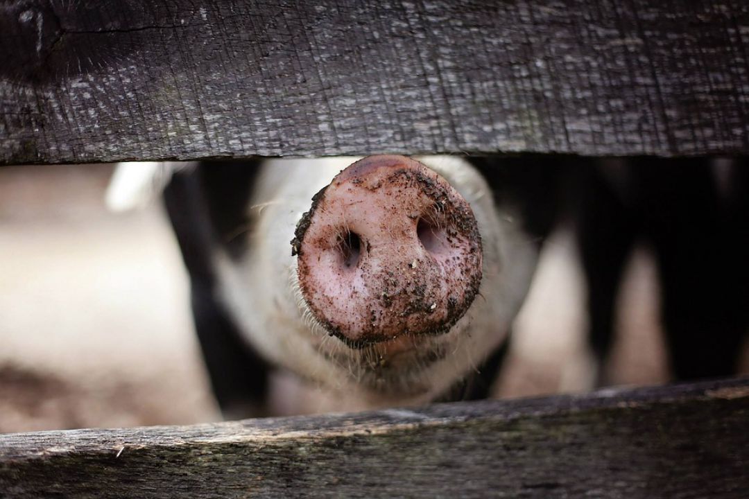 Carne suína tem crescimento de 26,5% em exportação no mês de fevereiro