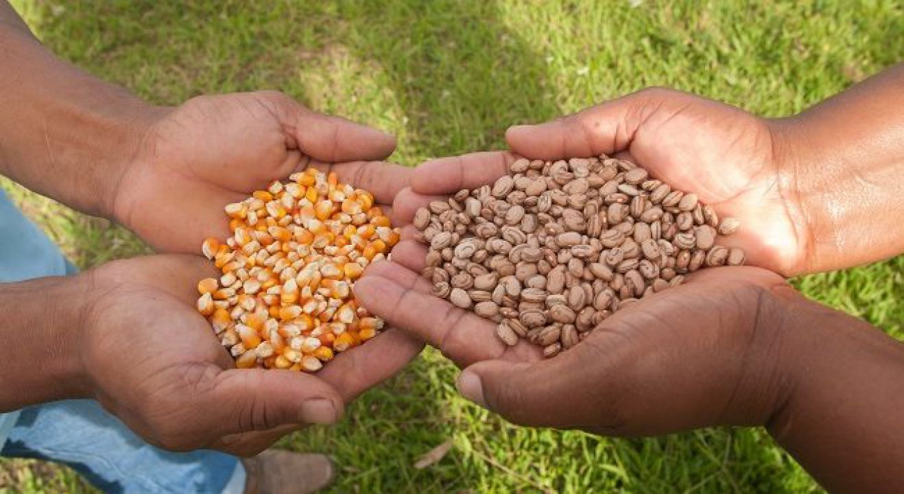 Conab doa sementes de milho e feijão para pequenos produtores 