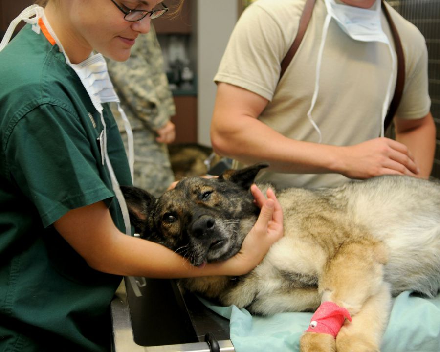 CFMV regulamenta serviços do auxiliar de veterinário