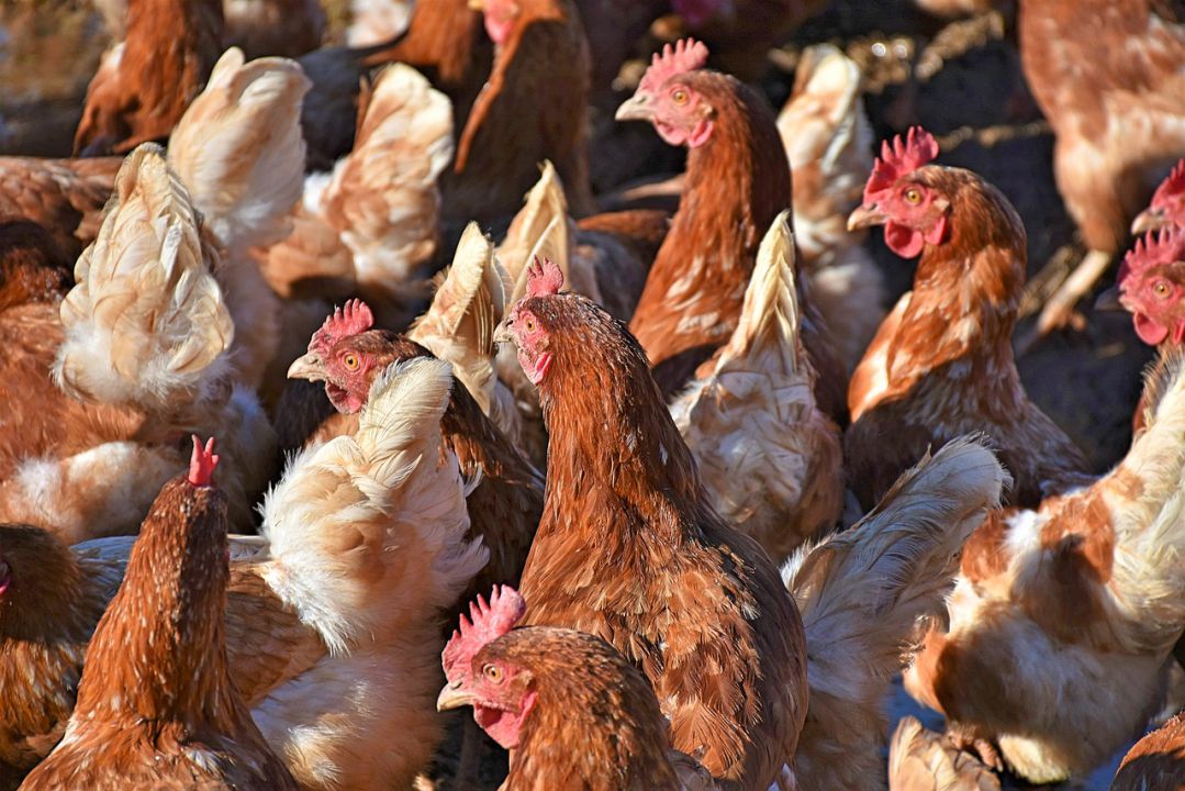 Europeus diminuem dependência da carne de frango brasileiro