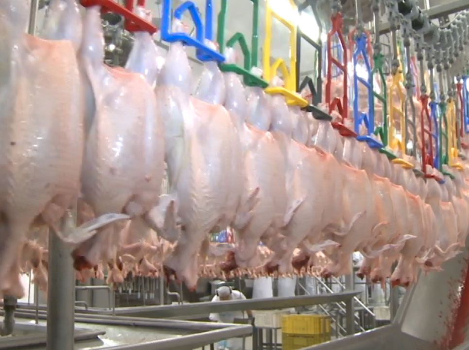 Brasil abre exportação de carne de frango in natura para Índia