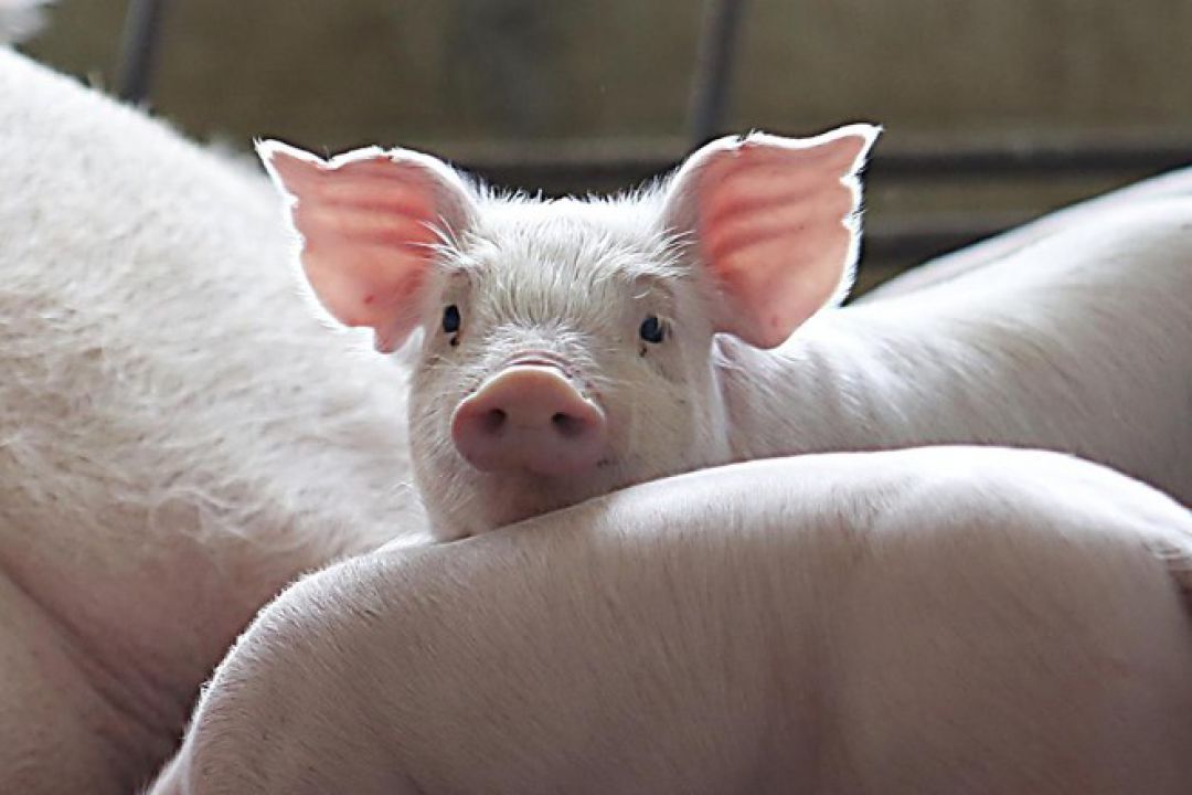 Brasil pode elevar embarques de carne suína