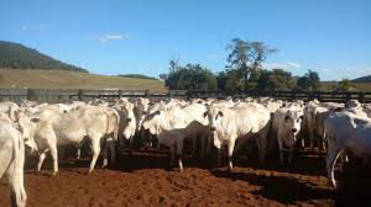 Confira fechamento do mercado do boi gordo em maio 