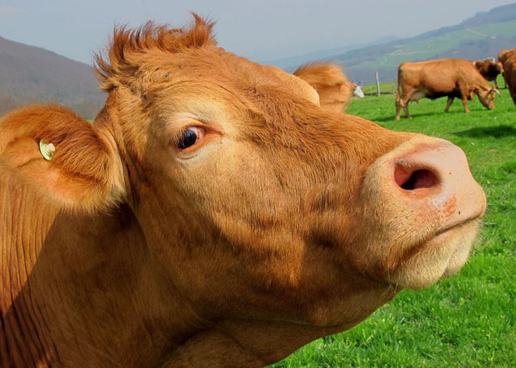 Caso atípico de “vaca louca” é investigado no Mato Grosso