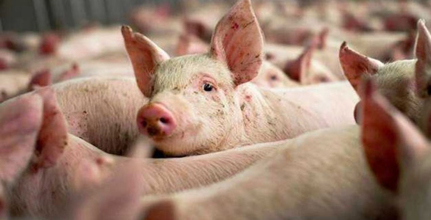 Síndrome reprodutiva e respiratória dos suínos  gera perdas econômicas para produtor