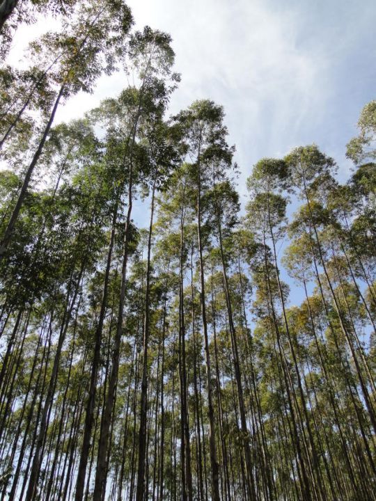 MS fatura US$ 1,5 bilhão com vendas lideradas pelo grupo da celulose