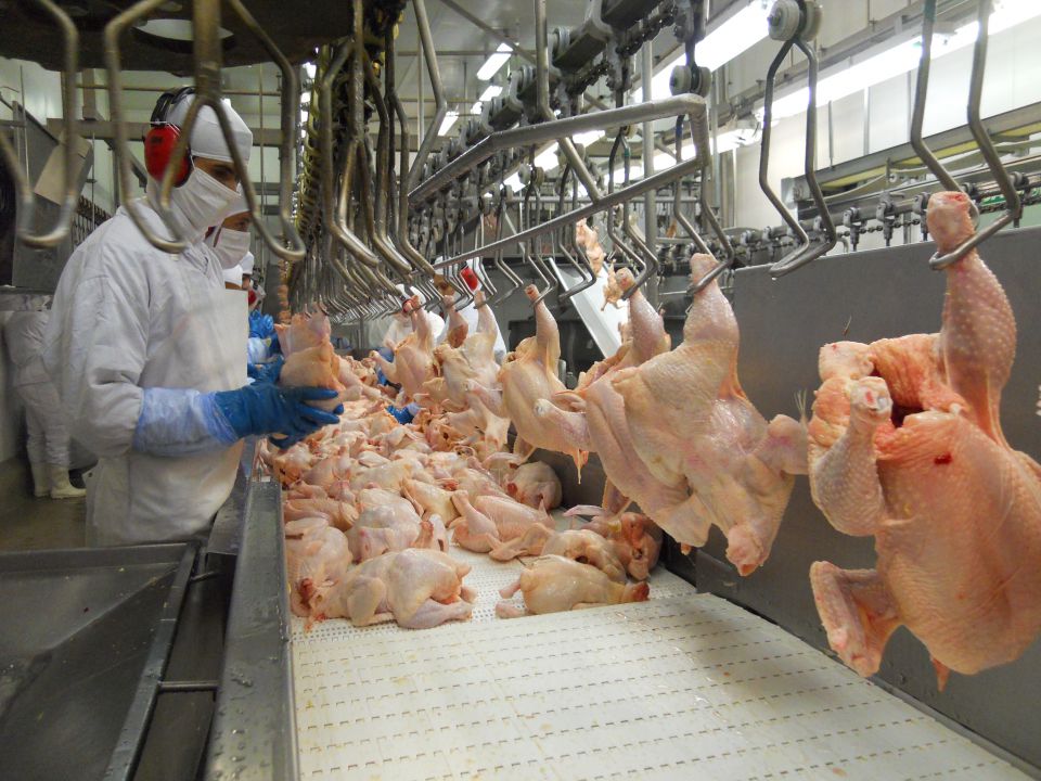 Indústria brasileira abateu volume menor de frangos no primeiro trimestre de 2019