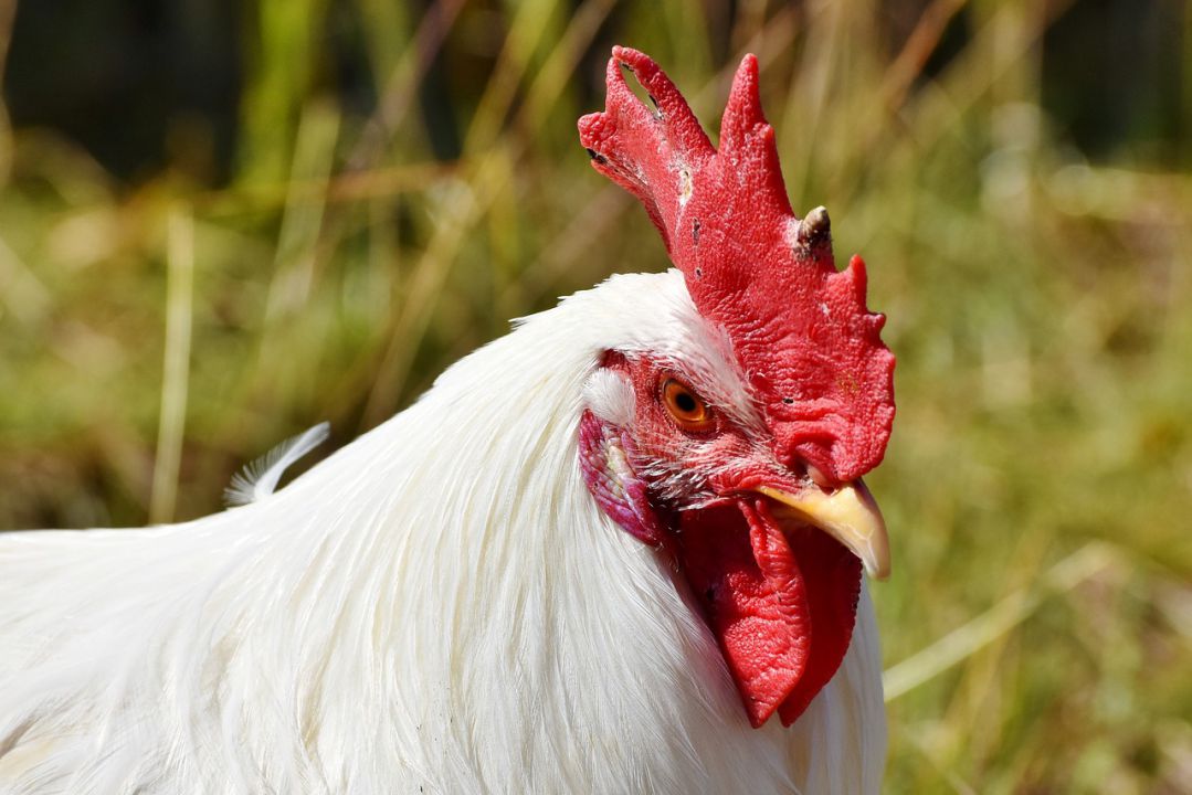Exportações de frango brasileiro à China atingem recorde em maio 