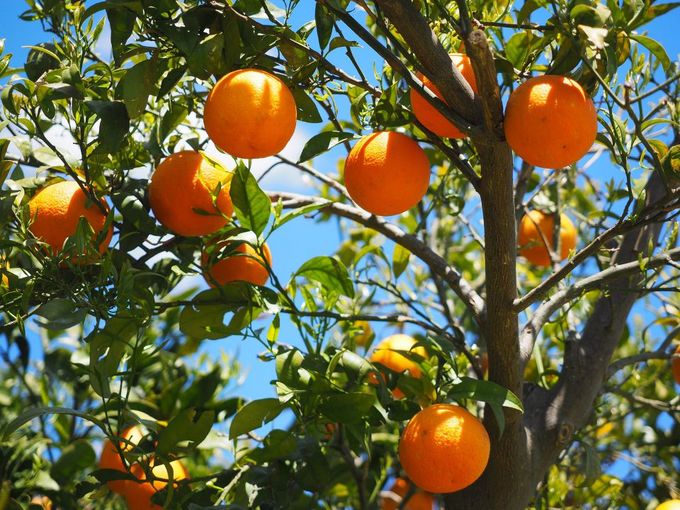 Cotações da laranja pera continuam em baixa