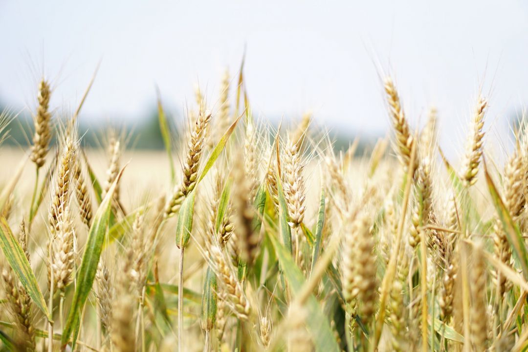 Relação entre estoque e consumo mundial do trigo deve aumentar em 2019/20