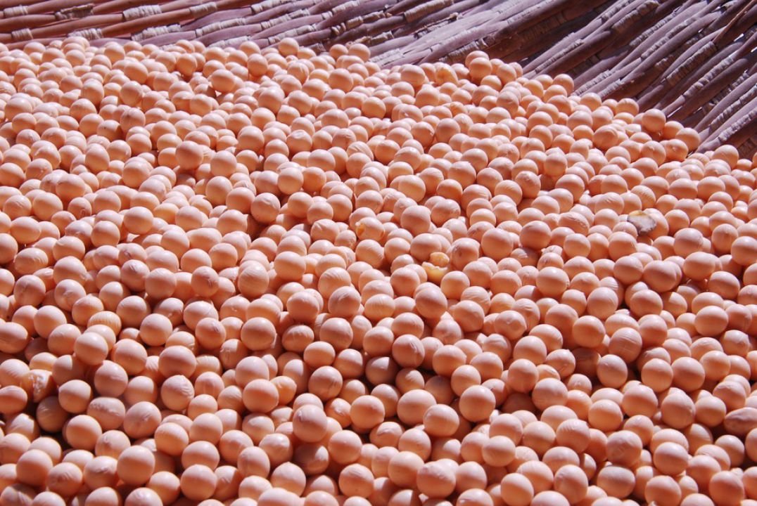 Queda no teor de proteína afeta negócios com oleaginosa brasileira