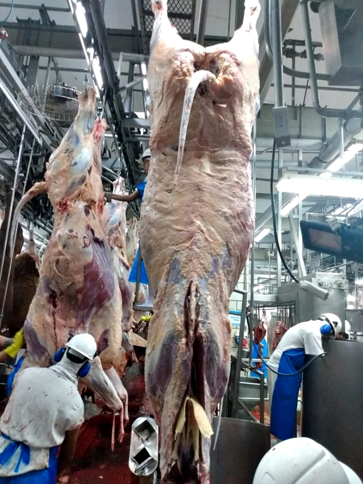 Governo do Tocantins suspende isenção tributária na compra e venda de bovinos