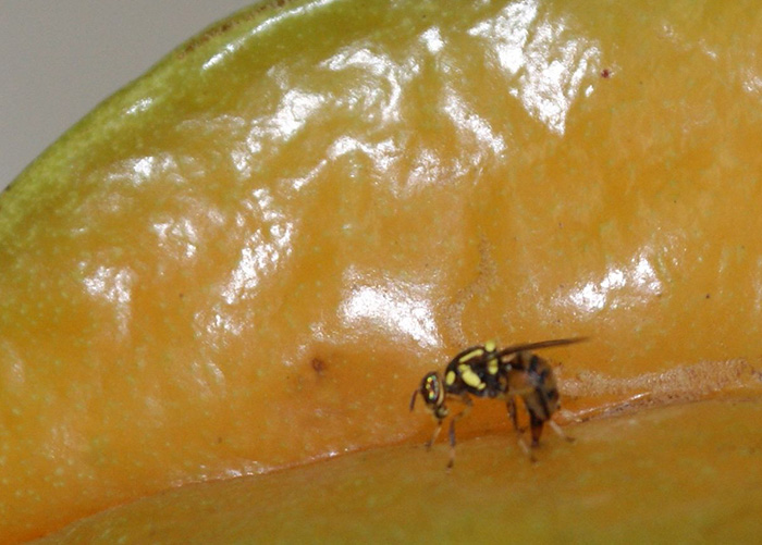 Técnicos do Suriname participam de capacitação promovida por especialistas brasileiros para combate à mosca da carambola