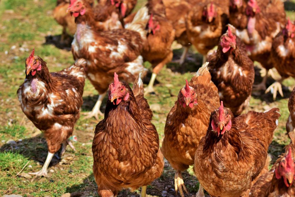 Preço da asa de frango fechou maior média nominal da série histórica