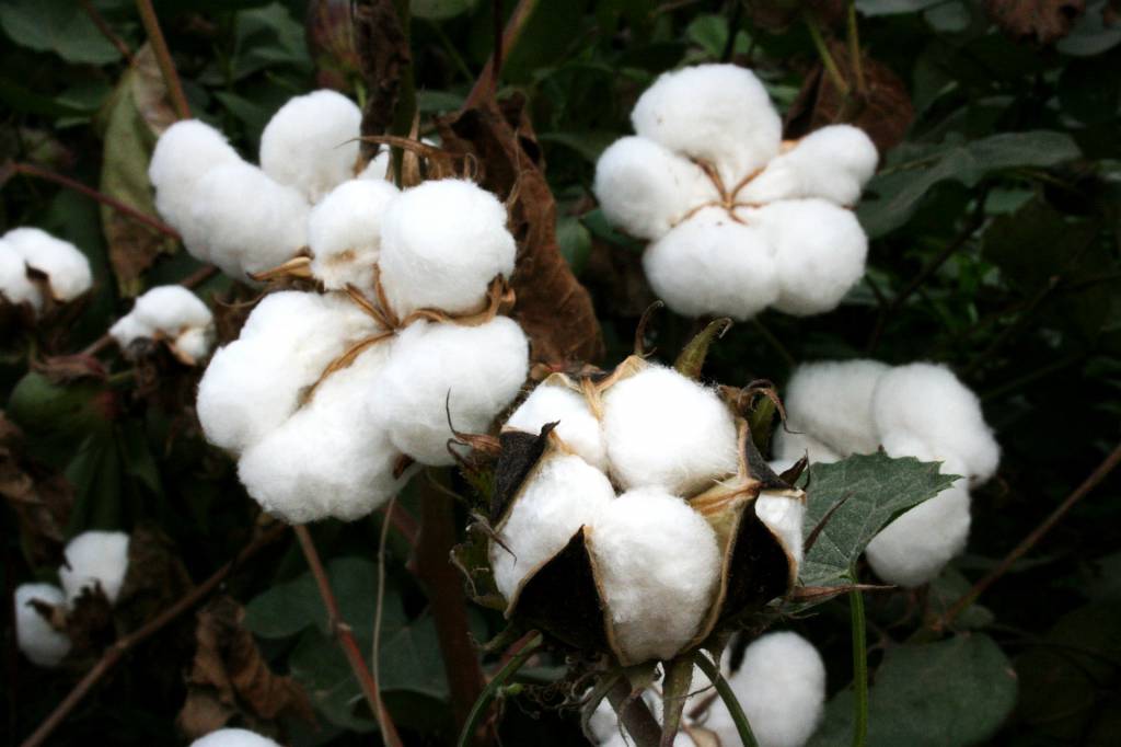 Algodão com falta de pluma de qualidade reduz liquidez