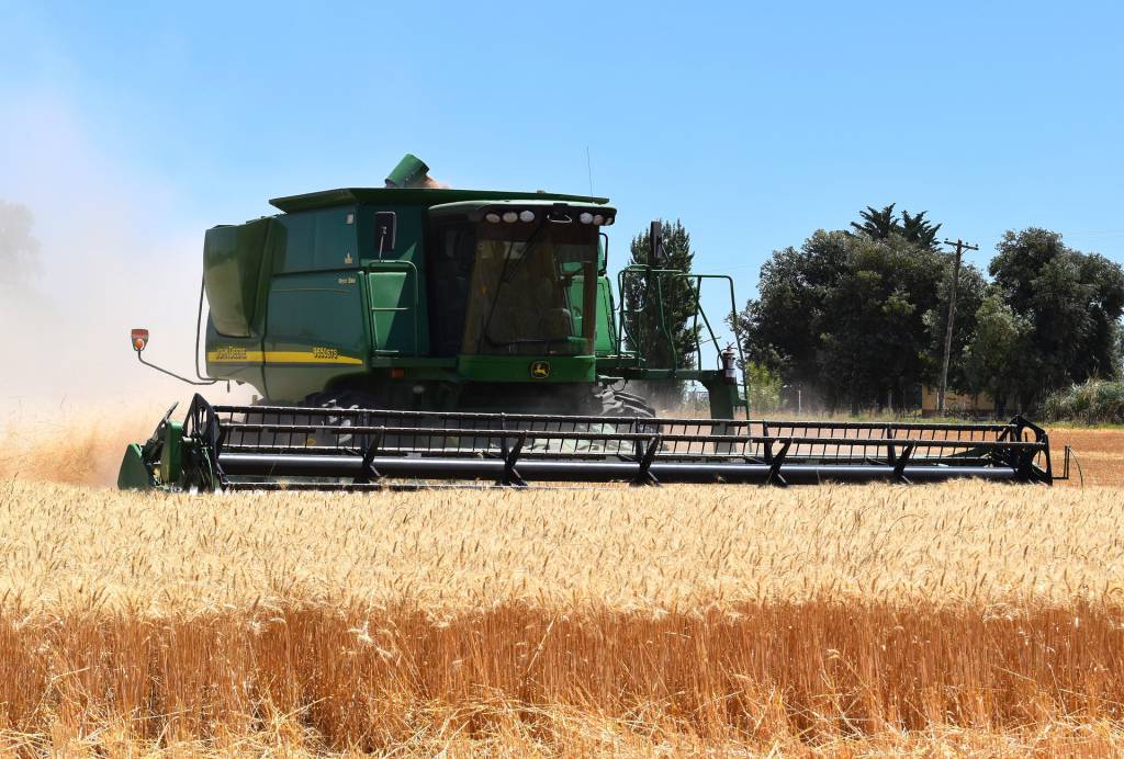 Chuva dá trégua e produtores correm contra o tempo para concluir a colheita de trigo no Rio Grande do Sul