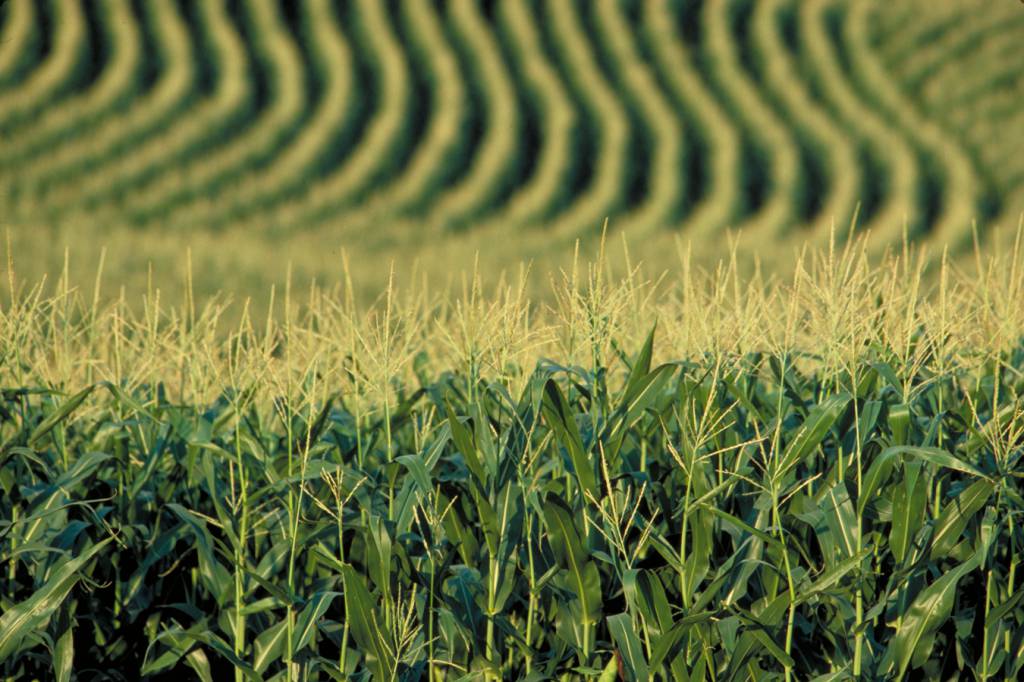 Governo libera R$440 milhões para seguro rural deste ano