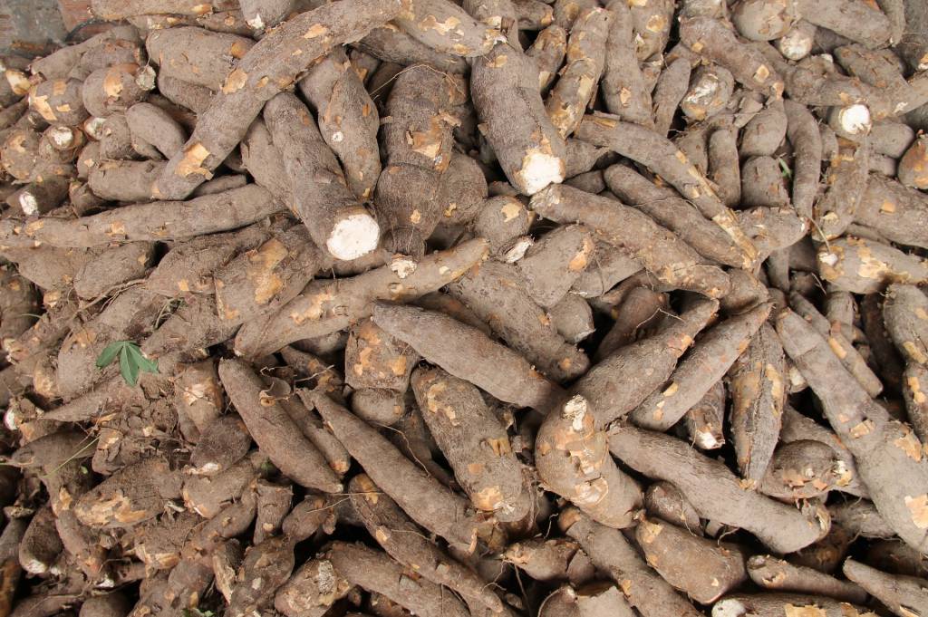 Baixa disponibilidade de lavouras para serem colhidas deixa oferta de mandioca em baixa