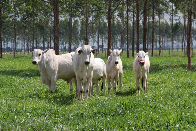 Pecuária eleva Valor Bruto da Produção Agropecuária de 2019