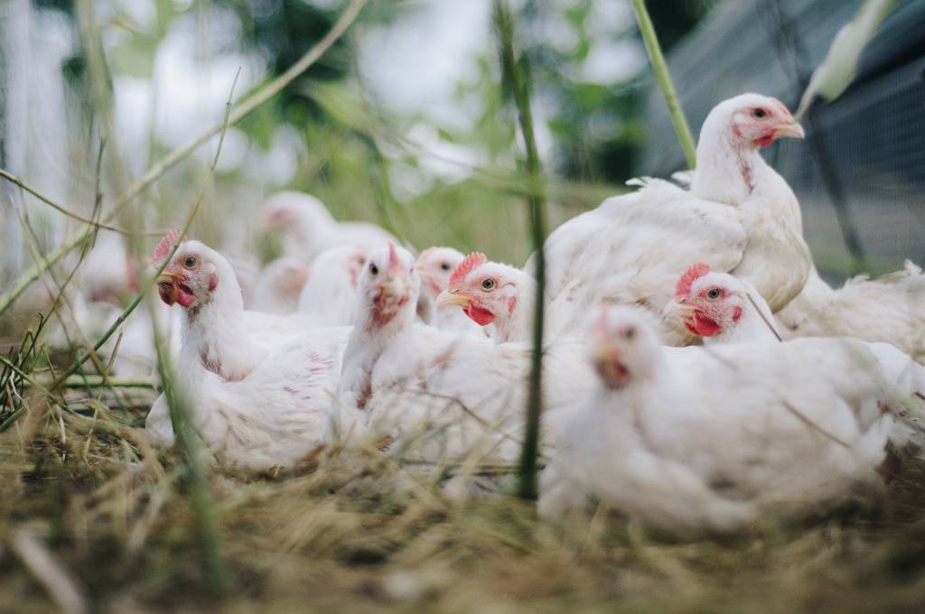 Exportações de carne de frango dos EUA para a China não devem influenciar nas exportações brasileiras