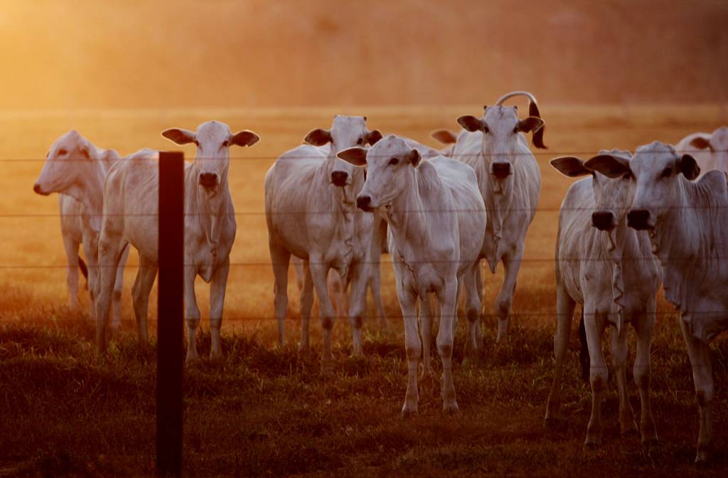 Pecuária é responsável pelo aumento do PIB do agronegócio