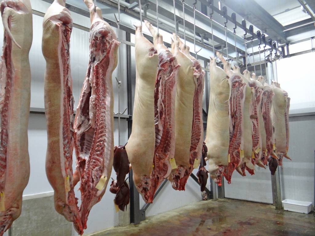 Exportações de carne suína crescem 41% em janeiro