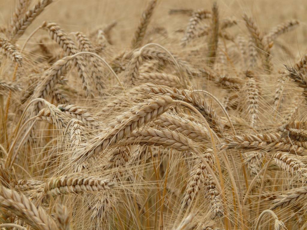 Cotações do trigo cresceram 5% no Paraná