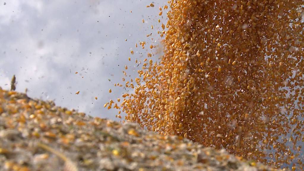 Governo do Rio Grande do Sul vai lançar programa para aumentar a produção de milho e assim tornar o Estado autossuficiente no cereal