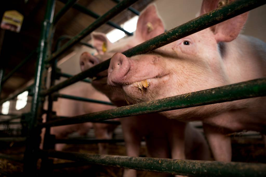 Poder de compra de produtores suínos diminui