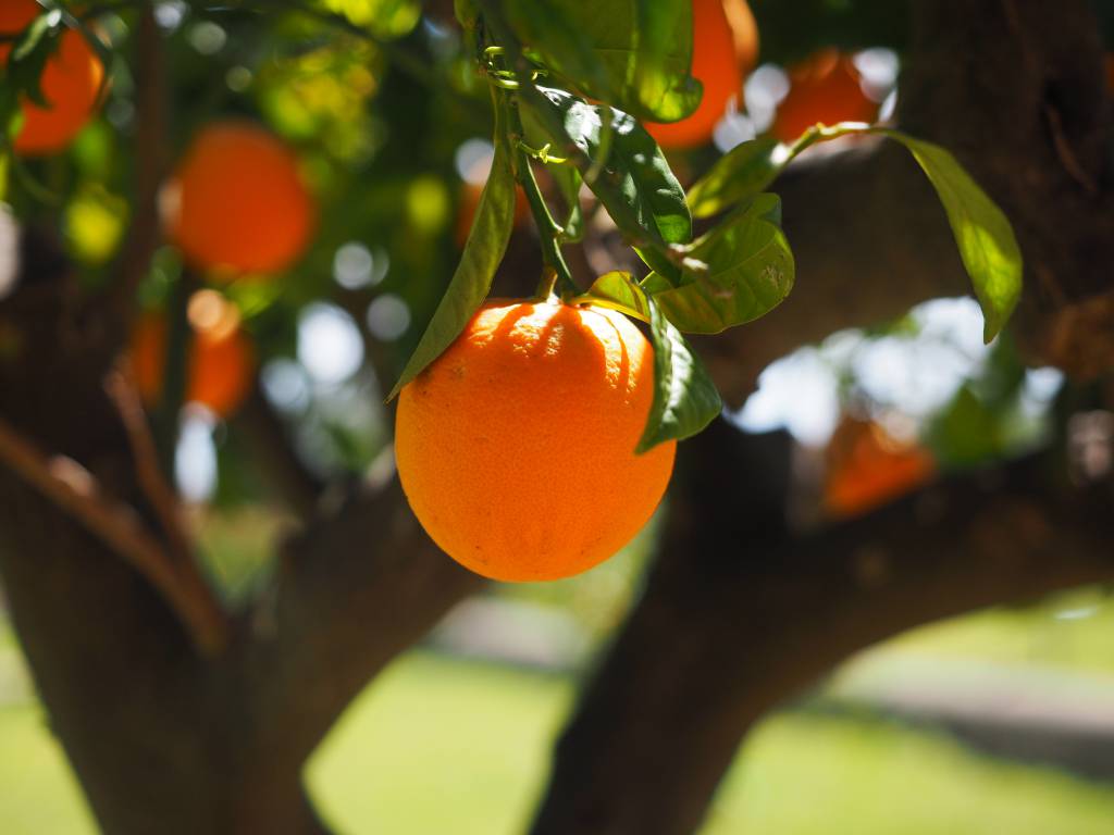 Mercado da laranja aponta oferta elevada