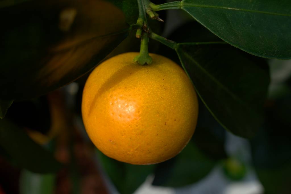 Procura por laranja de melhor qualidade aumenta 