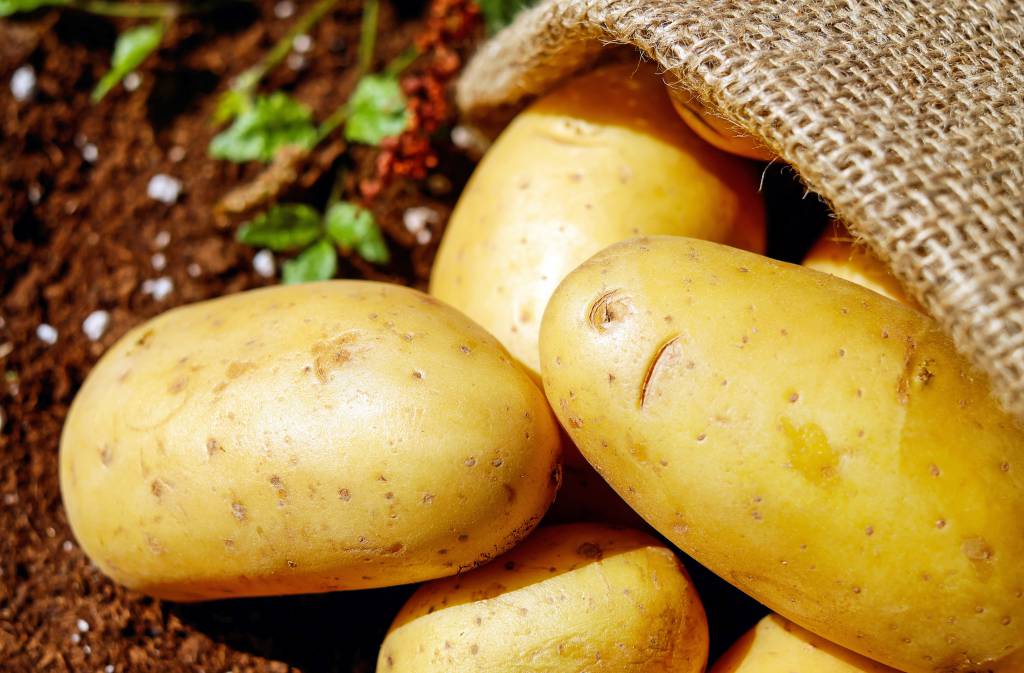 Batatas apresentam variação na qualidade 