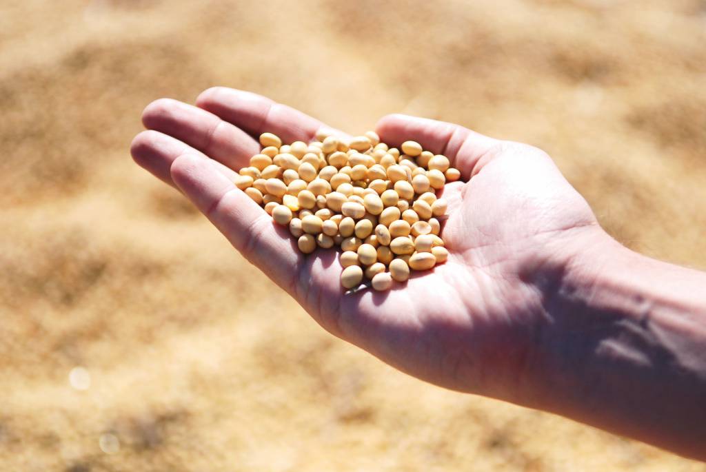 Produtores de soja aceleram trabalho a campo
