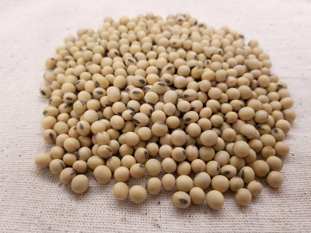 AgRural eleva projeção de safra de soja do Brasil em 2019/20; colheita tem início