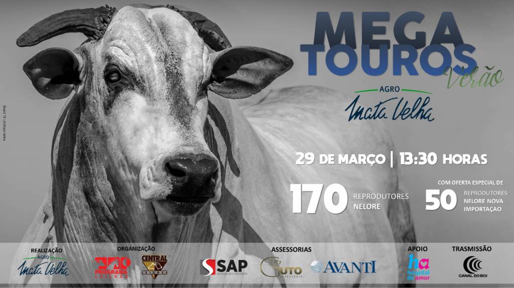 Começa nesta semana apresentação de Touros Agro Mata Velha no Canal do Boi