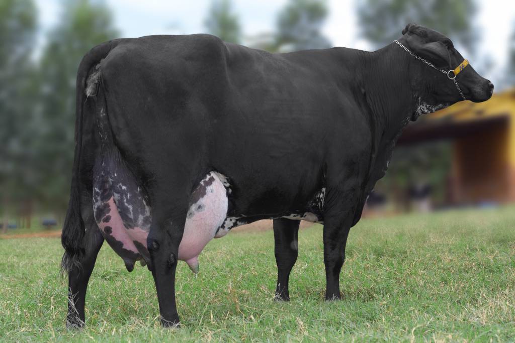 Vaca Girolando alcança segunda maior produção vitalícia de leite da raça