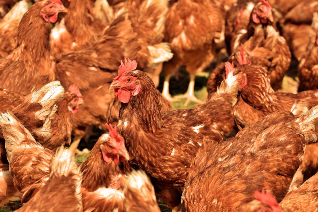 Cotação de frango no atacado registra maior patamar do ano 