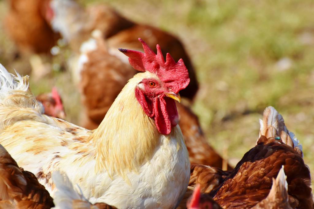 Forte valorização no mercado de frango