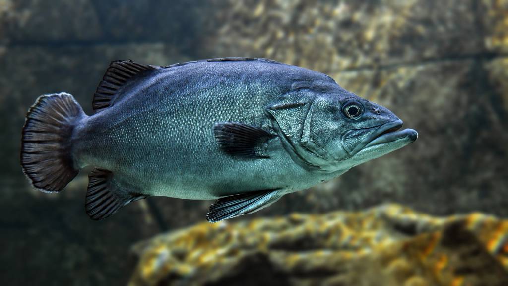 Governo anuncia novas medidas para inspeção de pescado da região atingida pelo vazamento de óleo no litoral do Nordeste