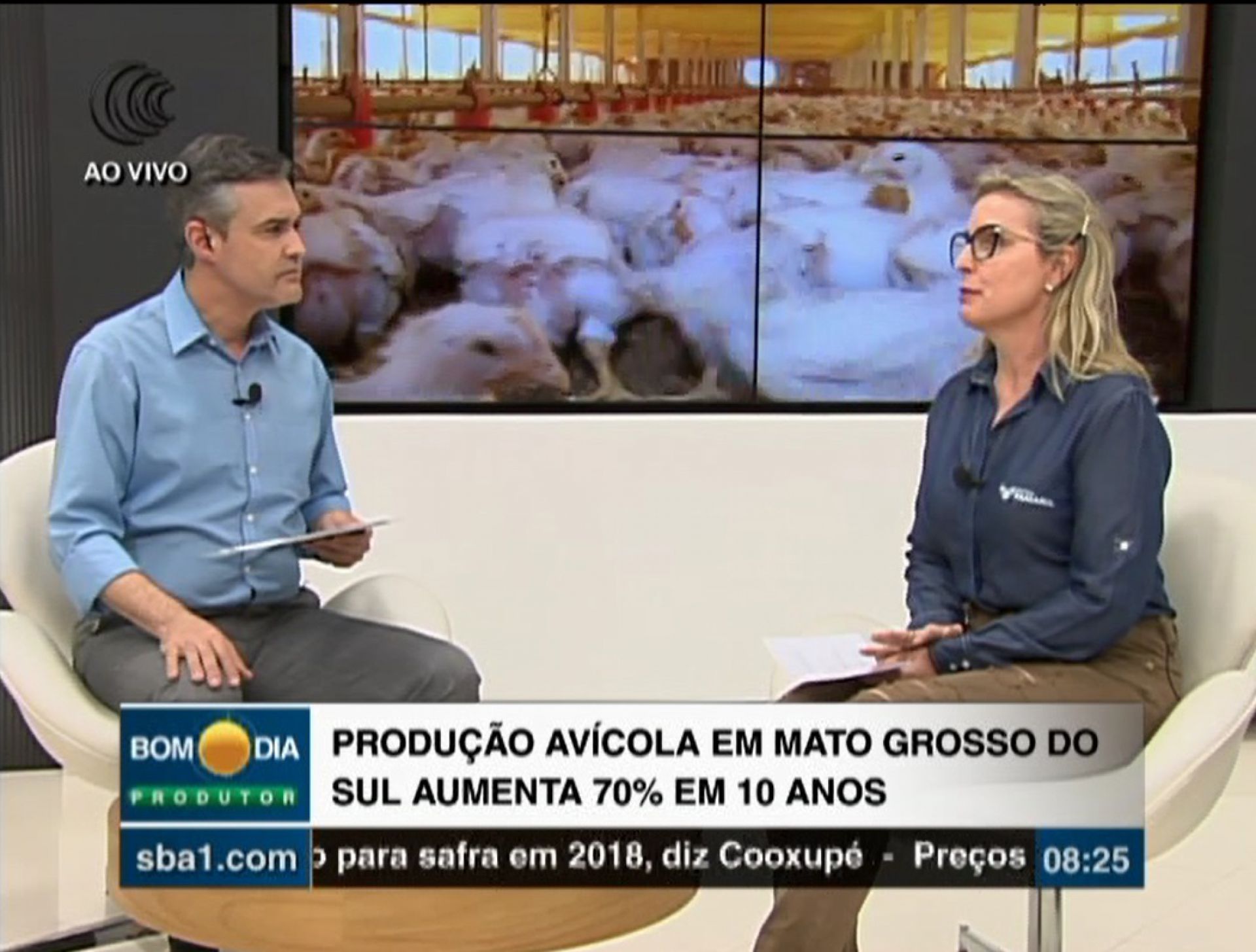 Produção avícola em Mato Grosso do Sul aumenta 70% em 10 anos