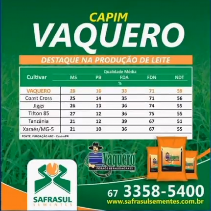Capim Vaquero destaca-se entre as melhores para a produção de leite a pasto