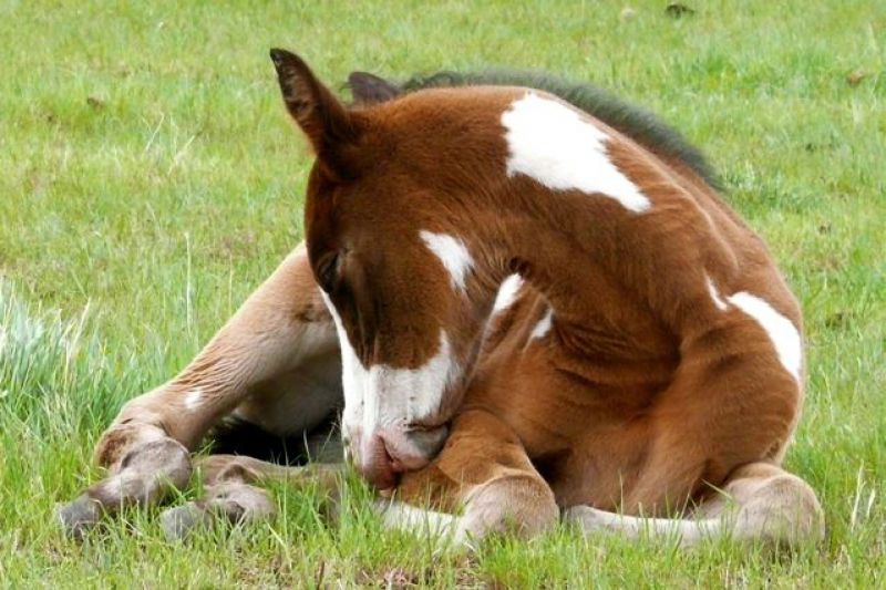 Cólica equina como prevenir? 