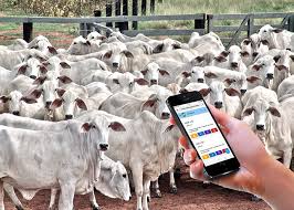 Aplicativo auxilia nas técnicas reprodutivas da fazenda 