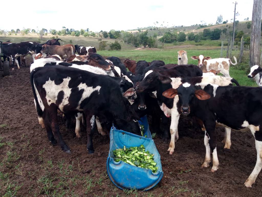 Cactos: a poupança verde que serve de alimento ao gado à purificação de água
