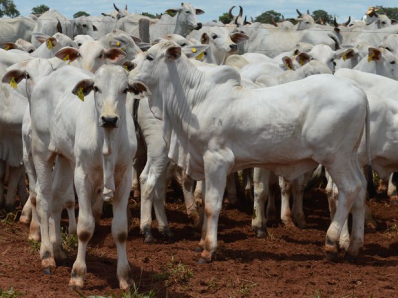 5° Circuito Geneplus Embrapa visitou a Agropecuária Kangayan em Mato Grosso