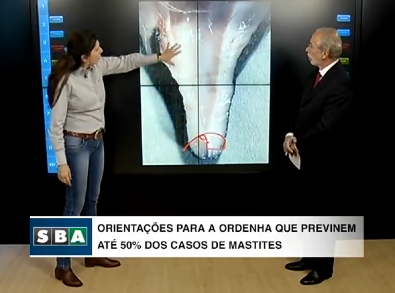Orientações para a ordenha que previnem até 50% dos casos de mastites